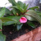 Eglantina