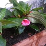 Eglantina