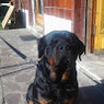 Roberta