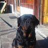 Roberta