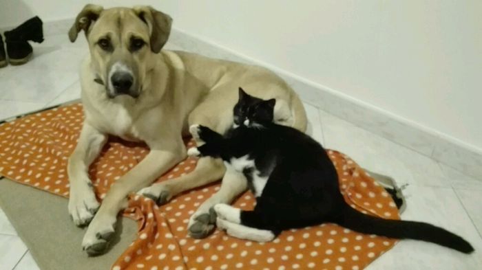 Animaletti pelosi. - 1