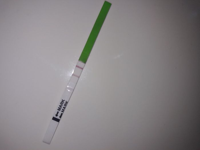 Esperte di test canedesi help 1
