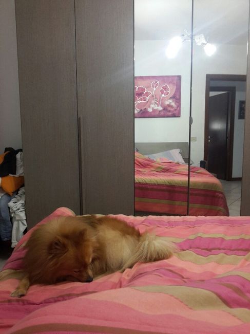 Wedding dog sitter - 1