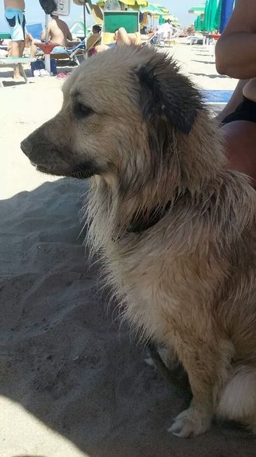 I nostri amici animali.. - 1