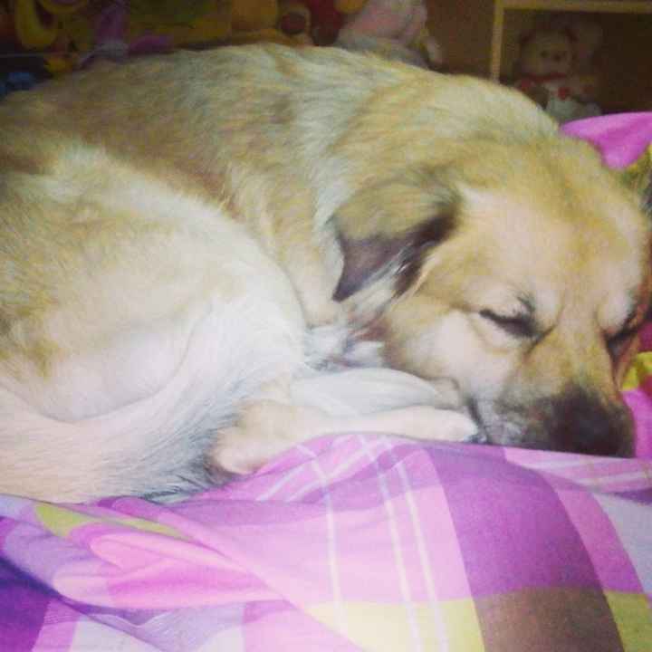 I nostri amici animali.. - 3