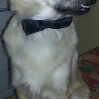 Cuccioli al matrimonio: vestiti a tema sì o no?  - 1