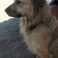 I nostri amici animali.. - 1