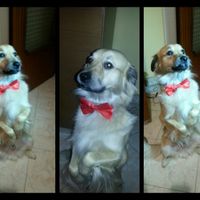 I nostri amici animali.. - 2