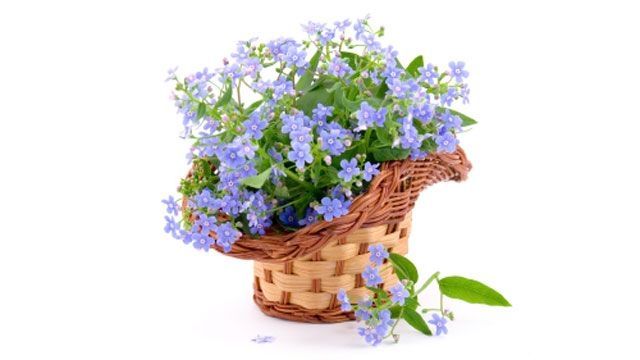 Consiglio scelta fiori - 2