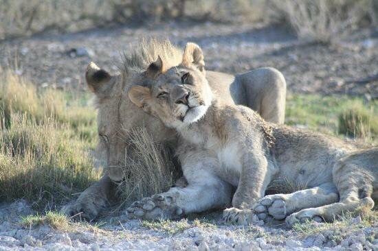 viaggio di nozze in africa 5