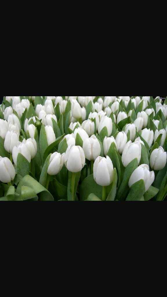 Consiglio fiori.. - 2