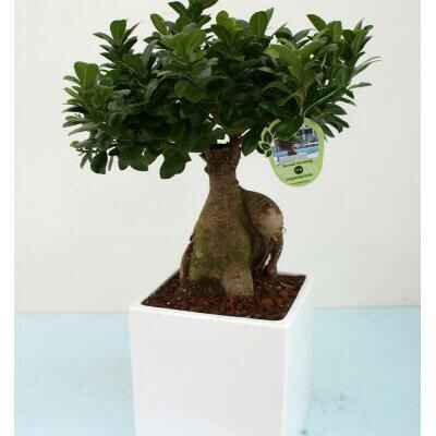 Bomboniere bonsai - 1
