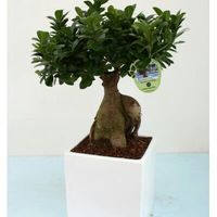 Bomboniere bonsai - 1