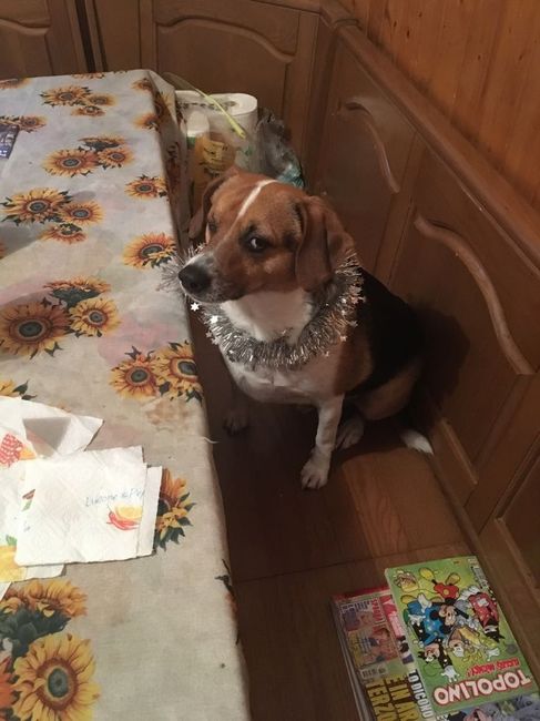  Vivere insieme ad...un animale domestico! - 1