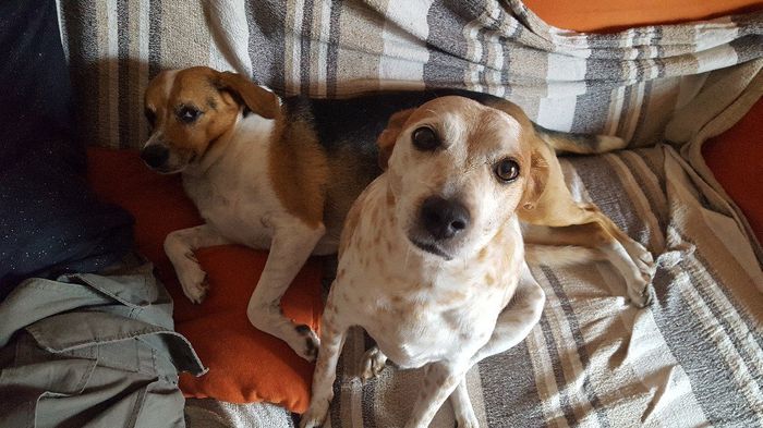 i nostri cuccioli😍 - 1