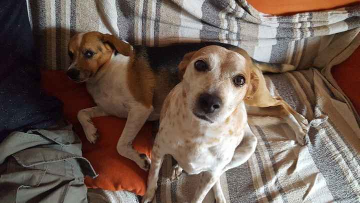 i nostri cuccioli😍 - 1