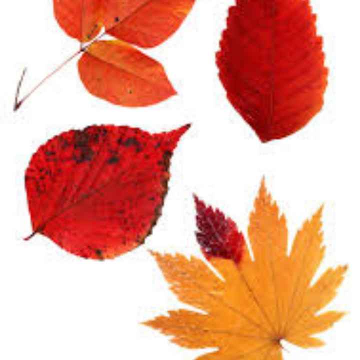 Allestimento matrimonio ottobre - 3