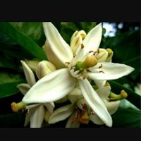  Tableau de Mariage tema Limoni e Sicilia - 1