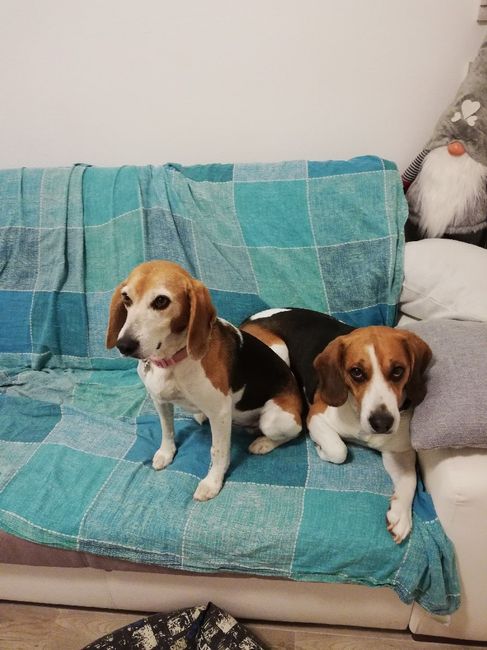 Braccialetti e bottoniere - 1