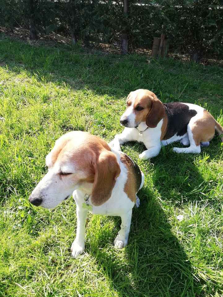 Amici a quattro zampe - 2