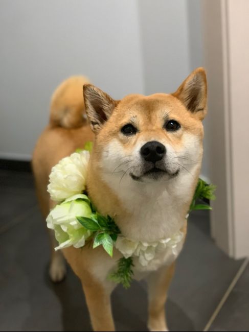 Collare per cani wedding style! - 2