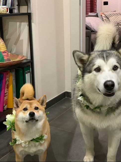 Collare per cani wedding style! - 3