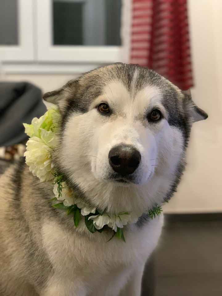 Collare per cani wedding style! - 1