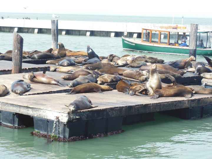 Pier 39 - San Francisco
