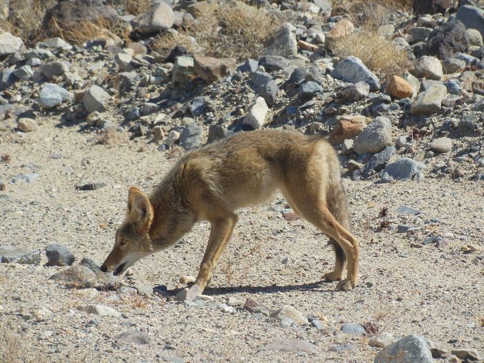 Coyote nella Death Valley