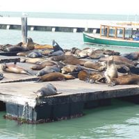 Pier 39 - San Francisco