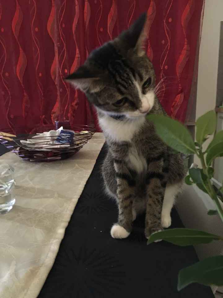 Compagno a 4 zampe? - 1