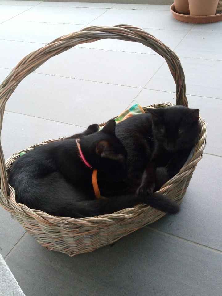 Io non lo voglio. - 1