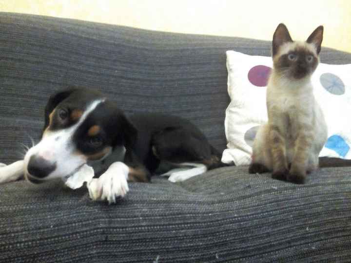 Compagno a 4 zampe? - 1