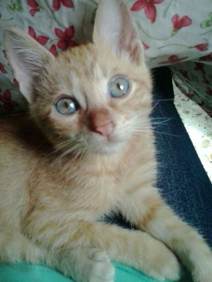 Le foto dei vostri animali - 1