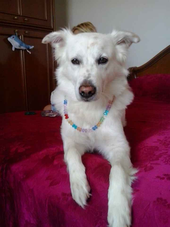 Le foto dei vostri animali - 2