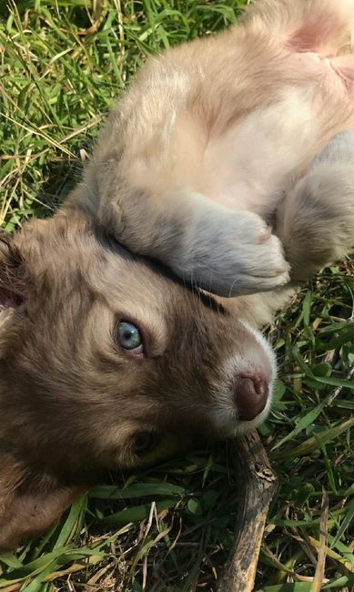 Collaboratori pelosi ❤️ - 1