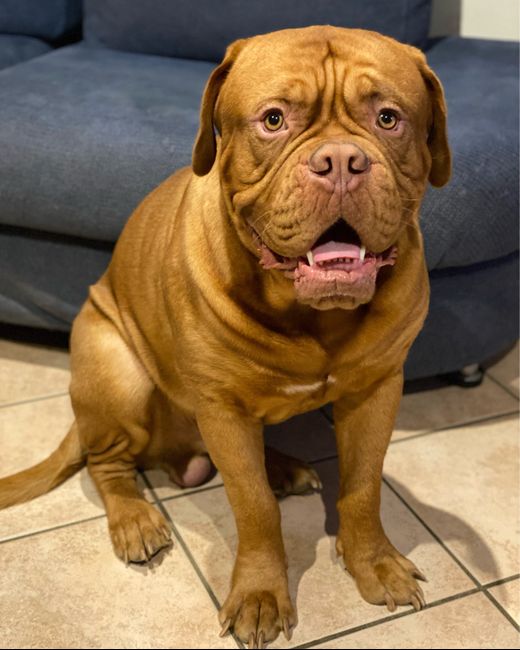 Avete un animale domestico? - 1