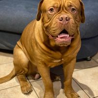 Avete un animale domestico? - 1