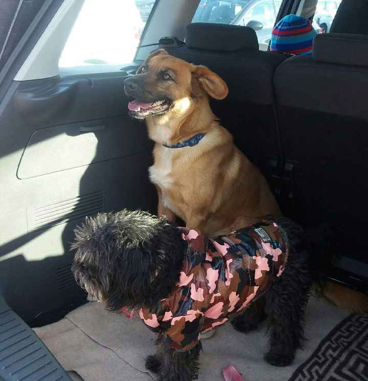  Vivere insieme ad...un animale domestico! - 2