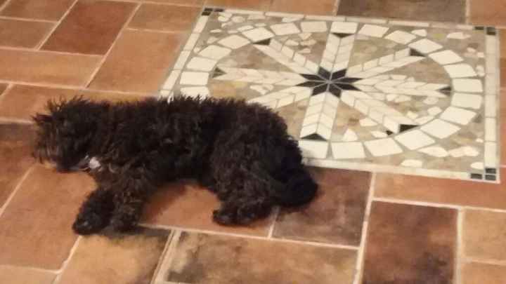 Foto con pelosetti - 1