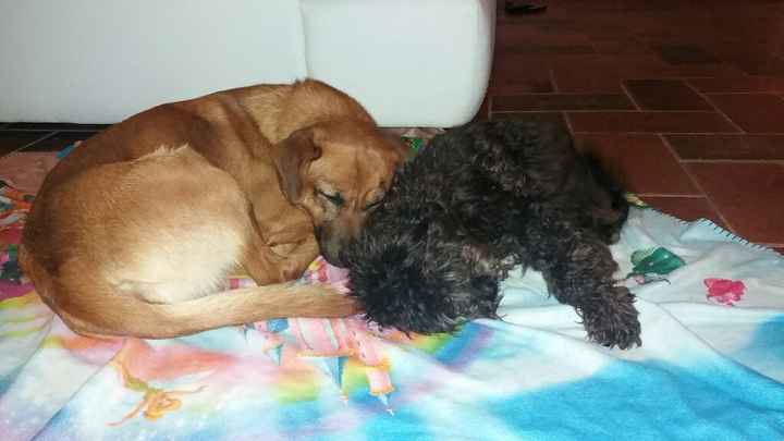 Foto con pelosetti - 1