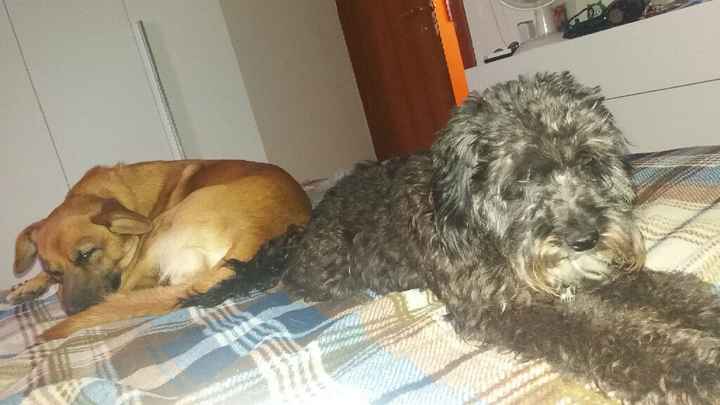  Fedi a quattro zampe - 1