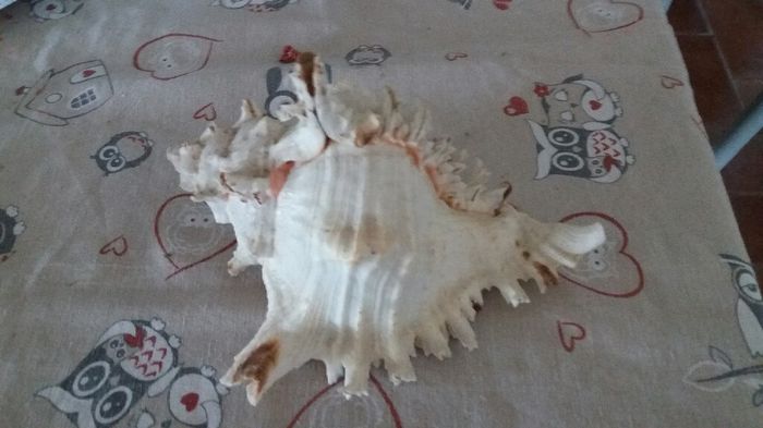 Help!cercasi bomboniere originali !! - 1