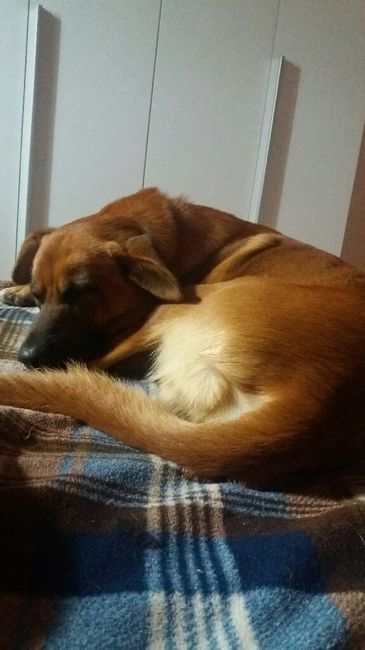 I nostri animali ♥️ - 1