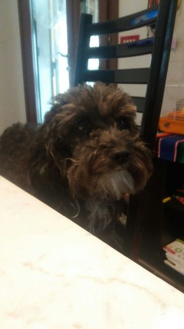 I nostri animali ♥️ - 2