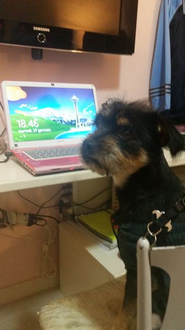 I nostri amici animali.. - 2