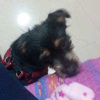 I nostri amici animali.. - 1