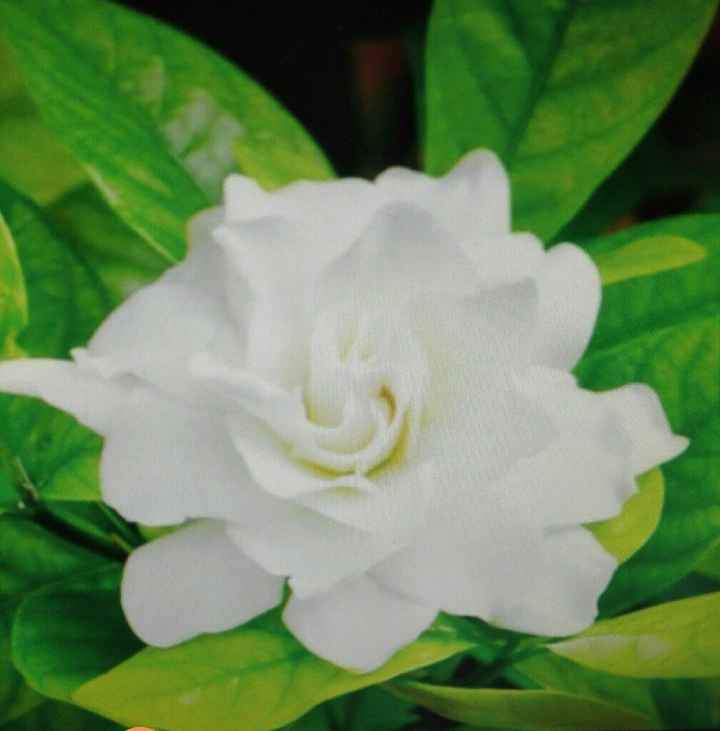  Consiglio fiori ! - 5