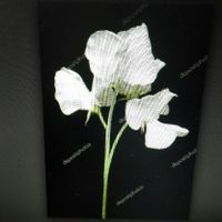  Consiglio fiori ! - 1