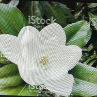  Consiglio fiori ! - 2